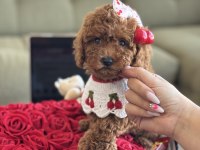 Yavru poodle kızım Cherry