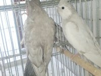 Emeralt sultan papağanı