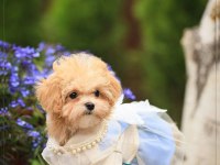 Yuva Bekleyen Kore Maltipoo 