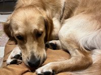 Ücretsiz golden retriever 2 yaş erkek kısır aşılı