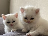 British shorthair blue point