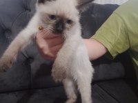 SİYAM KEDİSİ YAVRUMUZ