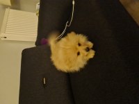 4 aylık pomeranian spitz