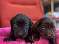 Asil Rehber Köpek Labrador
