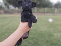 Chiuhuahua