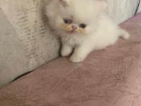 Safkan Pamuk gibi İran kedisi