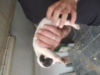 French bulldog fawn yavruları