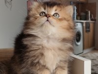 British Longhair Kedilerim