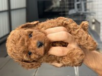 Toy Poodle Bebek
