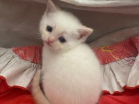 Mavi Gözlü British Shorthair Dişi Yavru Yuva Arıyor
