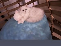 British longhair Kızımıza yuva