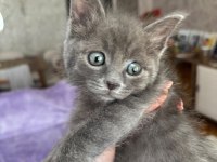 Minik british shorthair yavrumuza yuva arıyoruz