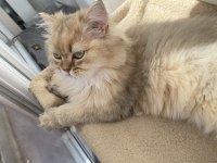British longhair 65 günlük kedimiz