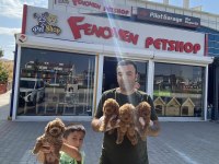En güzelini arayanlara toy poodle yavrularımız hazır