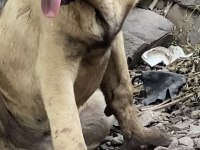 KÖPEKLERİ SAHİPLENDİRİYORUZ