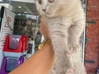 LİLAC RENGİ Scottish FOLD