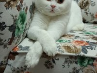 BRİTİSH SHORTHAİR BEYAZ KEDİMİZ YUVASINI ARIYOR