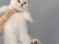 British shorthair linç point