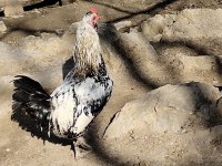 6 aylık horozlar