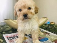 Orjinal sağlık garantili ped eğitimli maltipoo