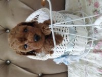 Toy poodle bebekler
