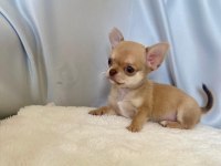 karamel chihuahua (şivava) kardeşler
