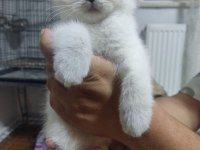 2 Aylık Mavi Gözlü Erkek British Shorthair