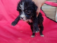 Maltese terrier yavrular