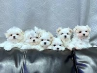 Anne altından maltese bebekler