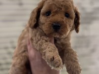 IRK VE SAĞLIK GARANTİLİ TOY POODLE