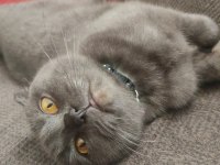 Scottish fold kedim yuva arıyor