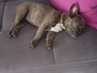 Sahiplendirmek üzere 7 aylık french bulldog