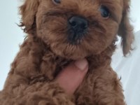 TUVALET EĞİTİMLİ UYGUN TOY POODLE YAVRULARI
