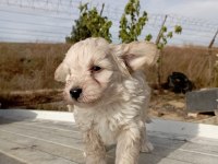 2.5 aylık maltipoo yavruma yuva arıyoruz