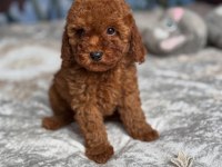 EFSANE TOY POODLE YAVRULARI 