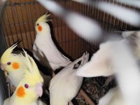 7 adet ev kuşu Hobi amaçlı besledim sahiplendirimecek