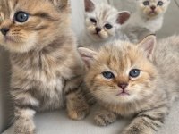 Scottish fold ve british shorthair yavrular