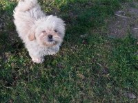 4 aylık shih tzu yavrular