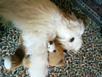 6 Aylık dişi maltipoo