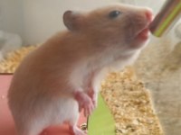 SURİYE HAMSTER YAVRU VE SAĞLIKLI