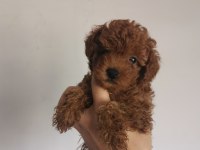 Çiş Ve Box Eğitimli Aşıları Tam Poodle