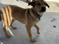 Rottweiler karması köpeğim sahiplendirilecek