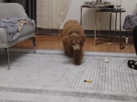 Sevecen güzel köpeğimiz