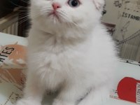 British Longhair ve Scottish Fold Kedisi