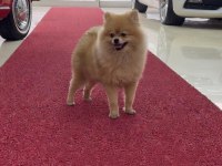 4 AYLIK POMERANİAN BOO EN KÜÇÜK BOY ÖZEL İTHAL