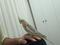 4 aylık sultan papağanı yavrumuz loki