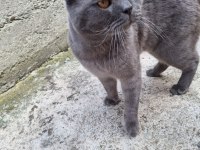 1 YAŞINDA ERKEK KEDİMİZ