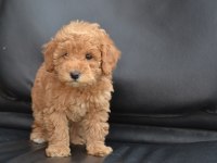 Sevimli Toy Poodle Bebekler