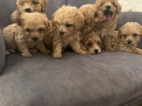 Show kalite teacup dişi maltipoo yavrularımız