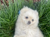 Pomeranian Boo 5 Aylık